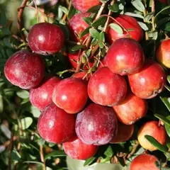 Клюква крупноплодная Пилигрим