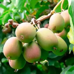 Актинидия аргута Вейки (мужской)