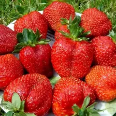 Земляника (Клубника) Королева Елизавета 2 ремонтантная