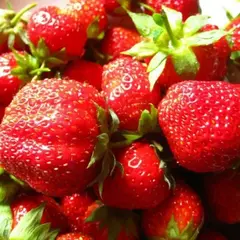 Земляника (Клубника) Лорд