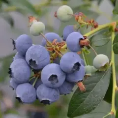 Голубика садовая Мидер