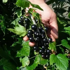 Смородина черная