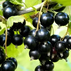 Смородина черная Бинар