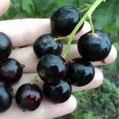 Смородина черная Микс