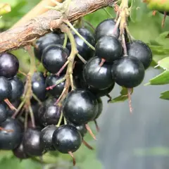 Смородина черная Деликатес