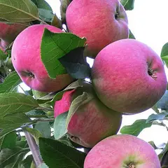 Яблоня с 2-мя прививками СУСЛЕЙПСКОЕ + МАНТЕТ