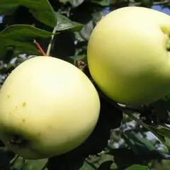 Яблоня Лавриково