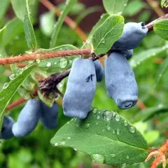 Жимолость съедобная Войтек