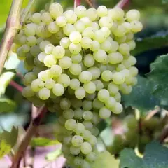 Виноград плодовый Русбол