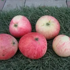 Яблоня Суйслепское (полукарликовый подвой)