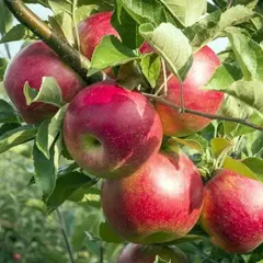 Яблоня Серебряное копытце (полукарликовый подвой)