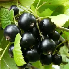 Смородина черная Валовая