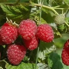 Малина обыкновенная Метеор