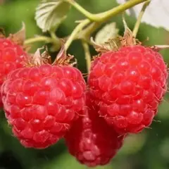 Малина обыкновенная Скромница