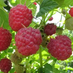 Малина обыкновенная Бригантина