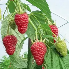 Малина Automn treasure