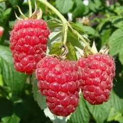 Малина Гордость России