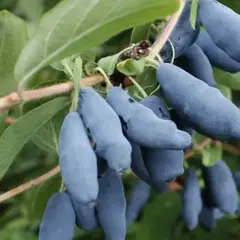 Жимолость съедобная Роксана