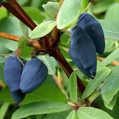 Жимолость съедобная Павловская