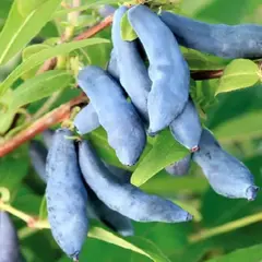 Жимолость съедобная Нимфа