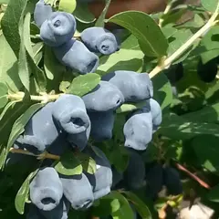 Жимолость съедобная Сувенир