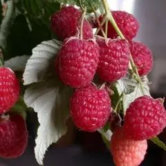 Малина обыкновенная Красная королева