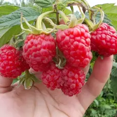 Малина обыкновенная Маросейка