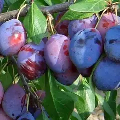 Слива Дашенька 3х летнее