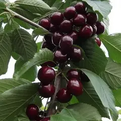 Черешня Валерий Чкалов0