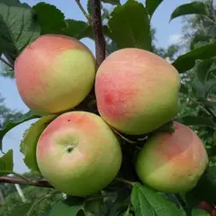 Яблоня Строевское