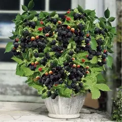 Ежевика Пёпл Опал