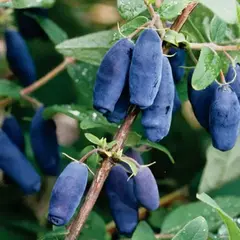 Жимолость съедобная Лазурная