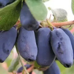 Жимолость съедобная Омега