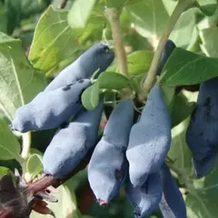 Жимолость съедобная Соловей