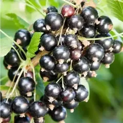 Смородина чёрная Белорусская сладкая