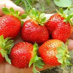 Земляника (Клубника) Элан ремонтантная