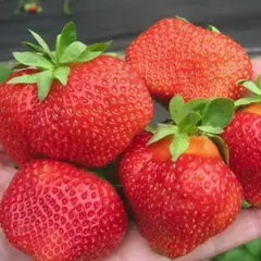 Земляника (Клубника) Сальса