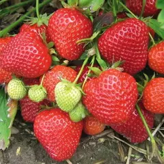 Земляника (Клубника) Симфония