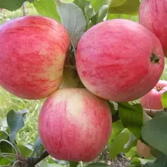 Яблоня микс