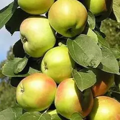 Яблоня колоновидная Икша