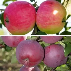 Яблоня с 2-мя прививками МЕЛБА + СПАРТАН