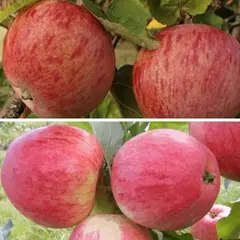 Яблоня с 2-мя прививками ОСЕННЕЕ ПОЛОСАТОЕ + ГРУШОВКА МОСКОВСКАЯ