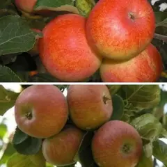 Яблоня с 2-мя прививками СОЛНЫШКО + КОРОБОВКА