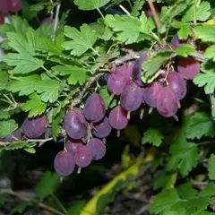 Крыжовник Грушенька