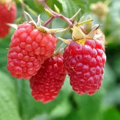 Малина ремонтантная Красная гвардия