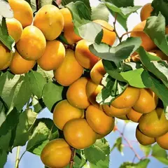 Абрикос Лель