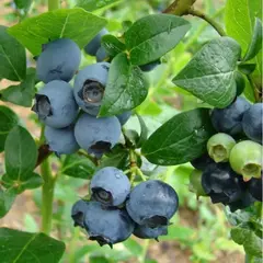 Голубика садовая Герберт