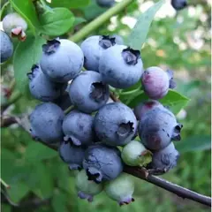 Голубика садовая Торо