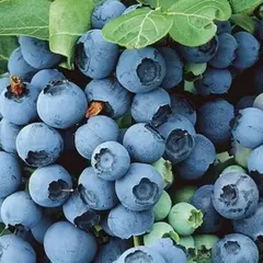 Голубика садовая Свитхарт