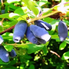 Жимолость съедобная Синичка